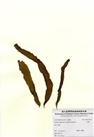 藏品(小海帶)的圖片